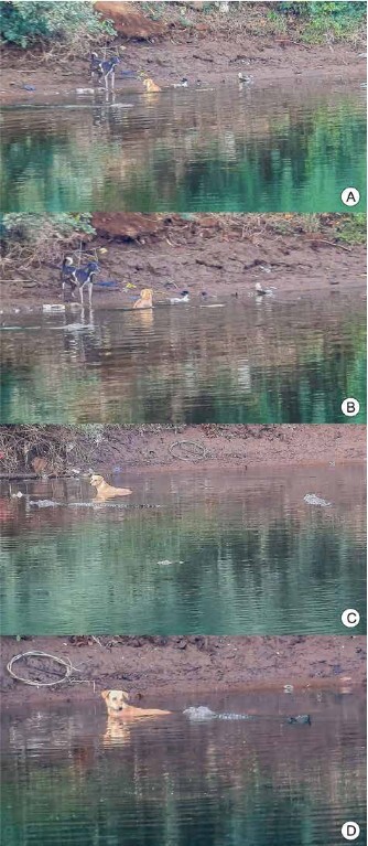 인도 악어 근황.jpg_1.jpg