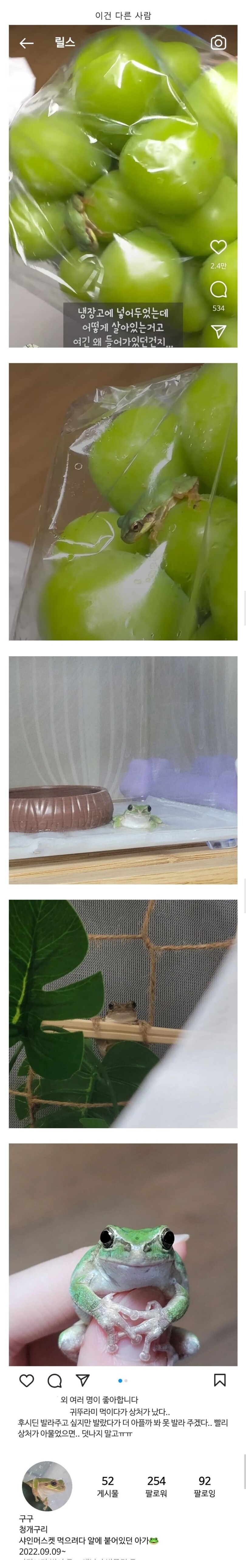 샤인머스캣 샀는데 개구리 들어있어서 1년 째 키우는 중_1.jpg