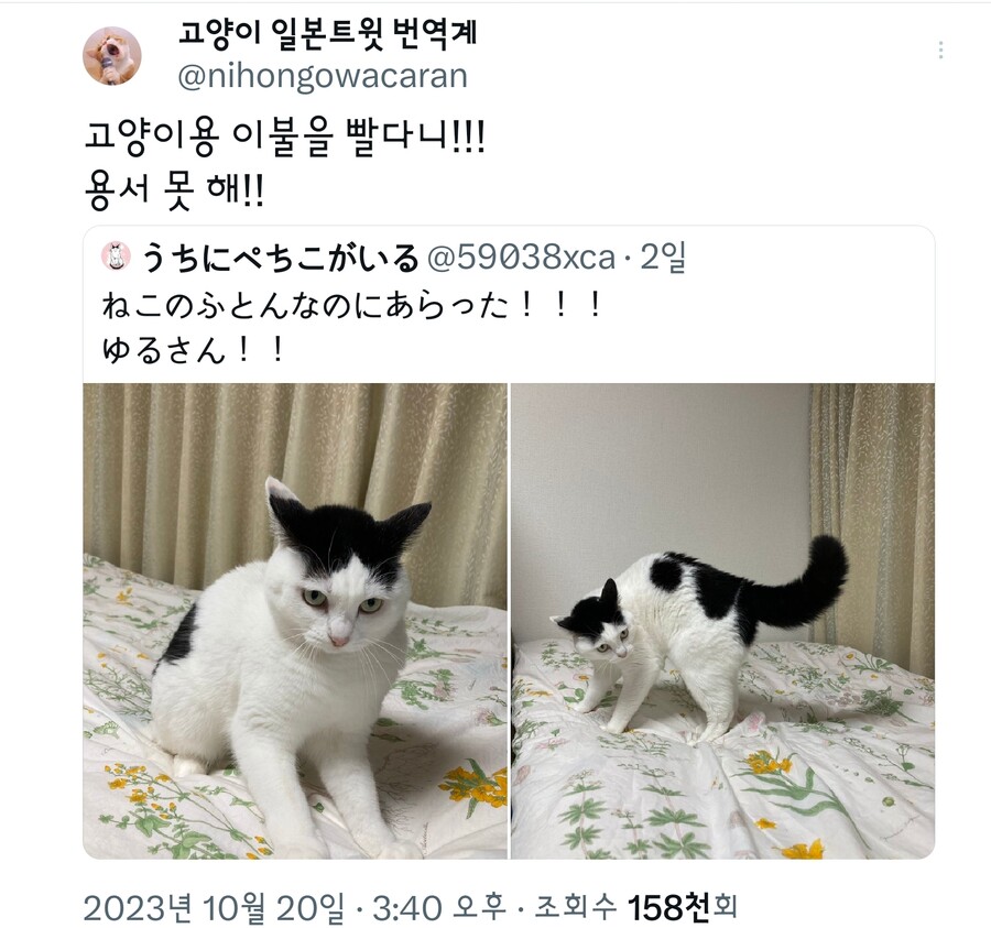 이불을 세탁한 집사를 보는 고양이.jpg_1.jpg