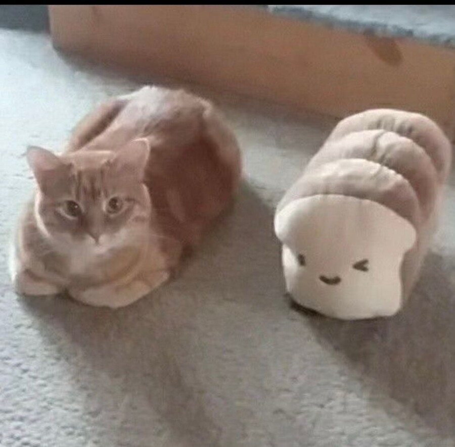 식빵 인형을 산 이유.jpg_1.jpg