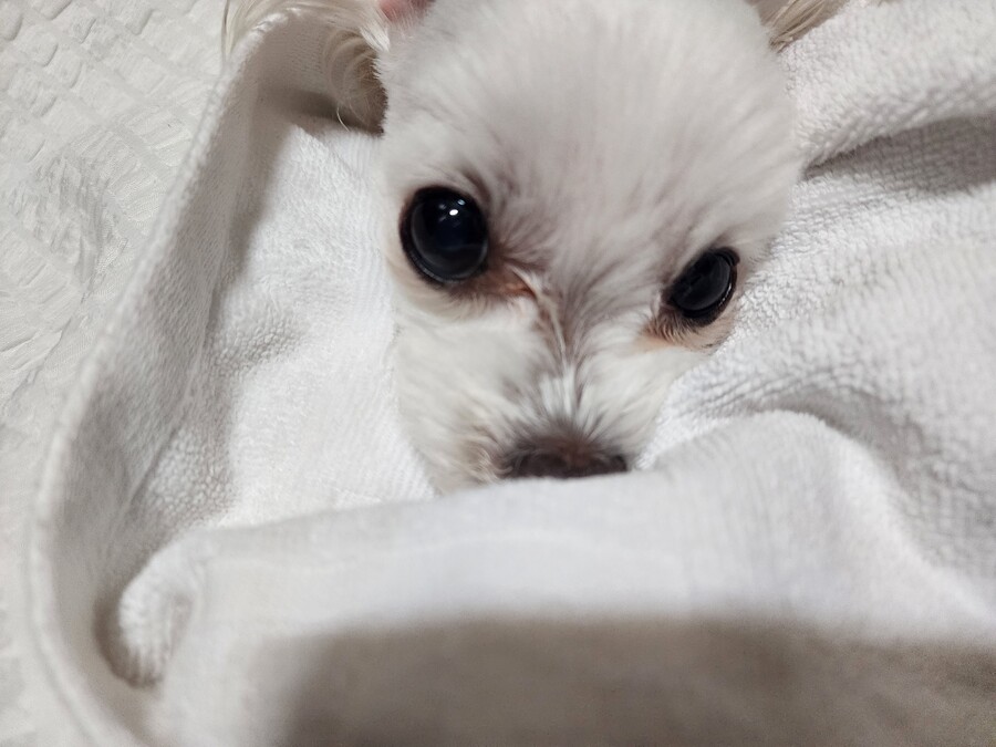 아 언급됐던 pc관련 서브퀘가 이건가 보네요 방금 깸....ㅋㅋ_1.jpg