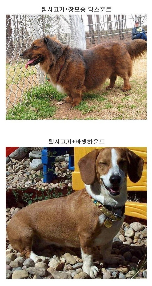 하찮은 웰시코기 유전자 .jpg_1.jpg