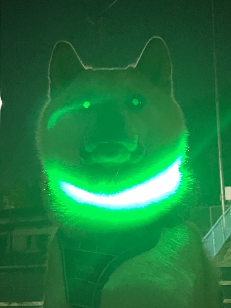 어둠 속에서 발광하는 댕댕이_1.jpg