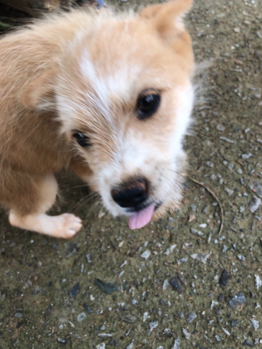 시골 식당에서 강아지를 만남 (귀여워)_4.jpeg