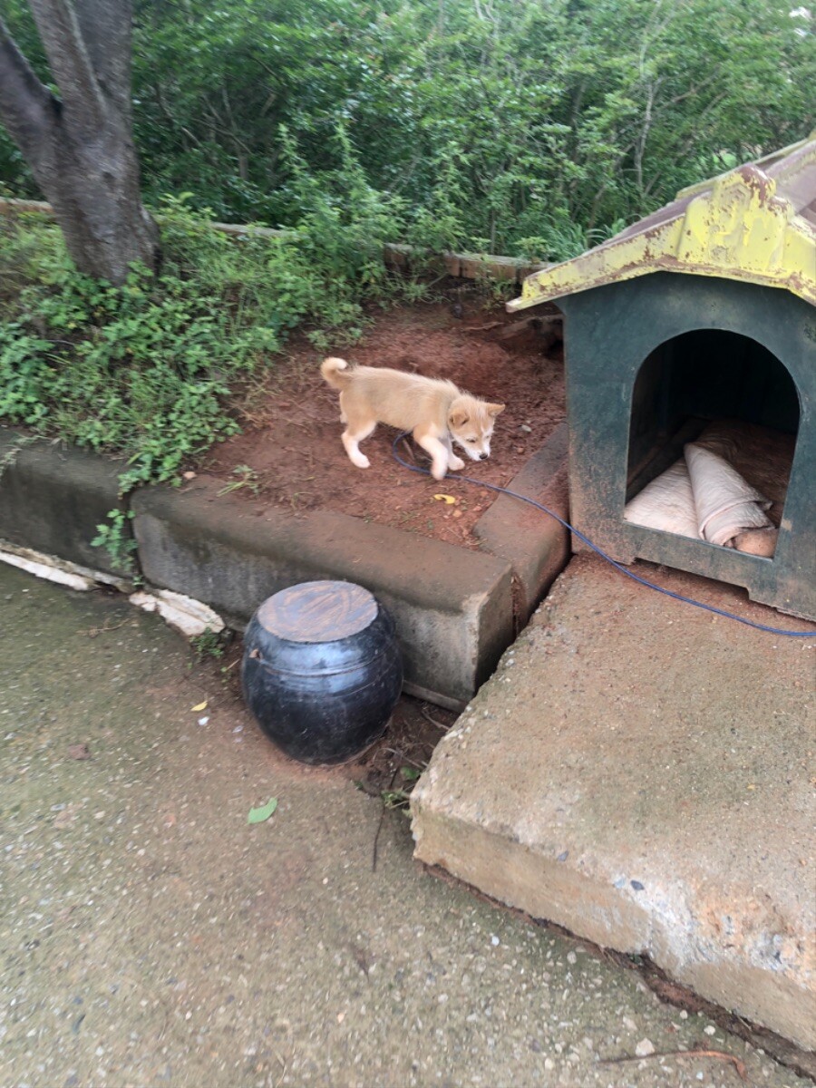 시골 식당에서 강아지를 만남 (귀여워)_5.jpeg