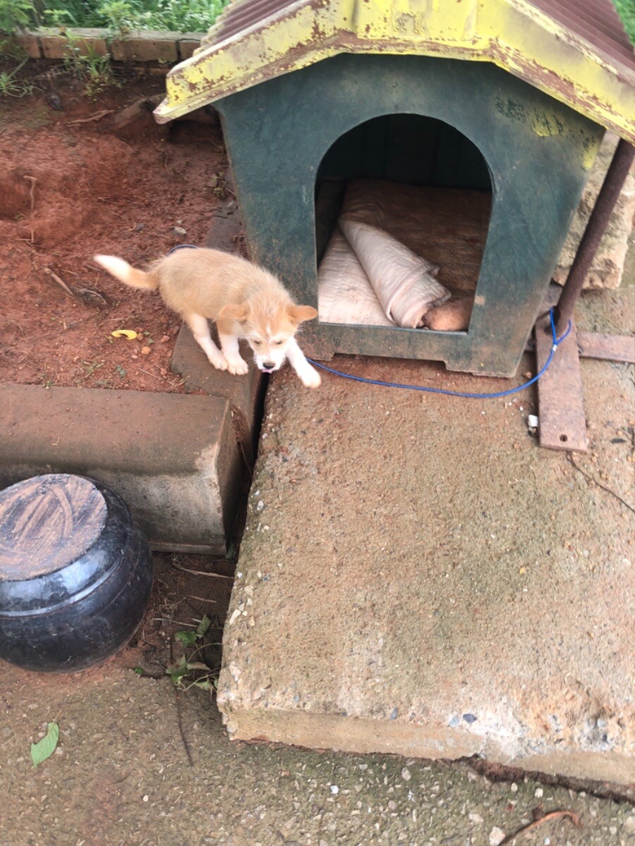 시골 식당에서 강아지를 만남 (귀여워)_7.jpeg