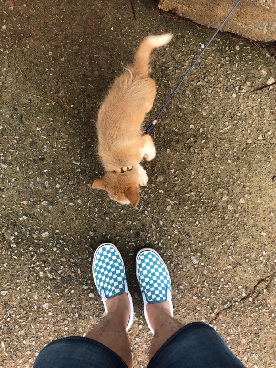 시골 식당에서 강아지를 만남 (귀여워)_9.jpeg