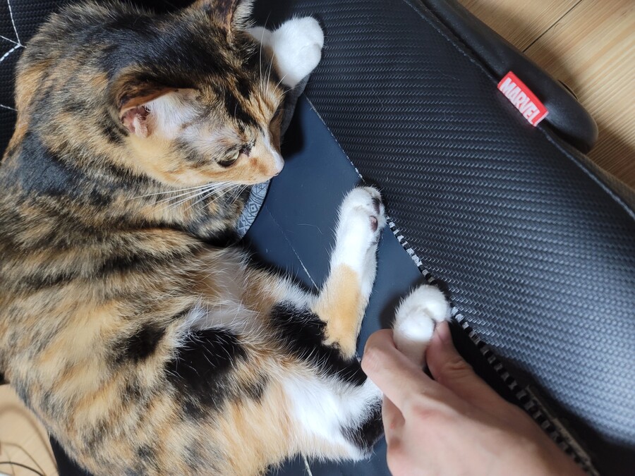 도와주세요 정보 애옹이가 제 자리를 뺏고 안나와요 내자리야_6.jpg