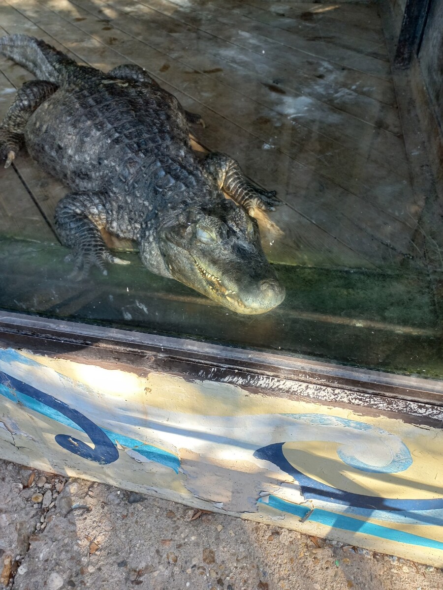 다들! 주토피아 좋아해?_5.jpg