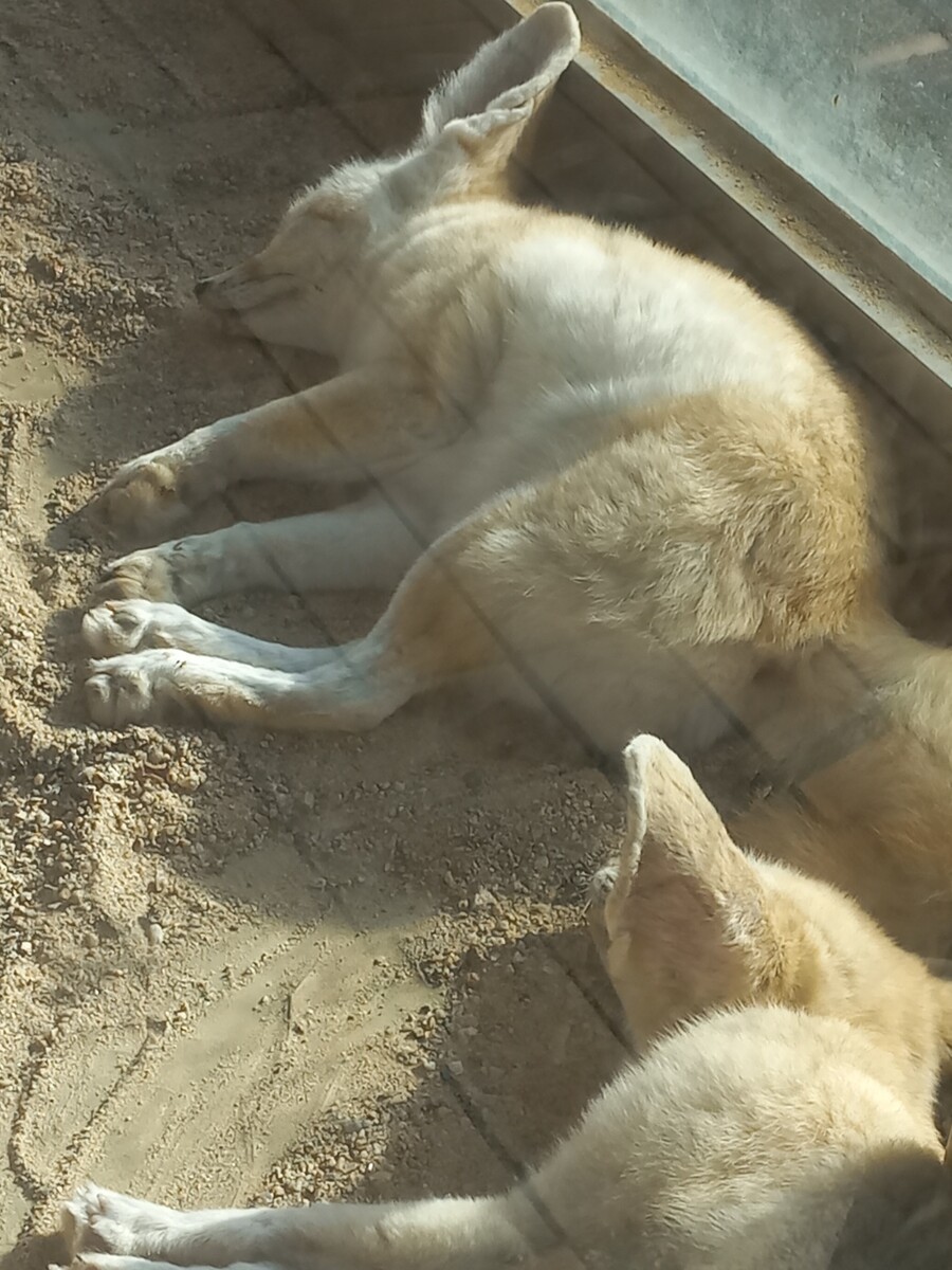 다들! 주토피아 좋아해?_11.jpg