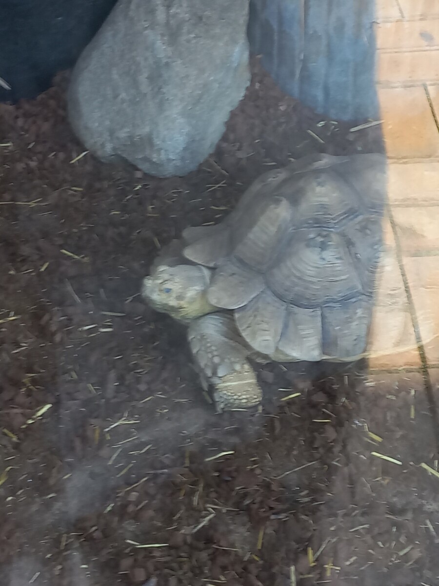 다들! 주토피아 좋아해?_12.jpg