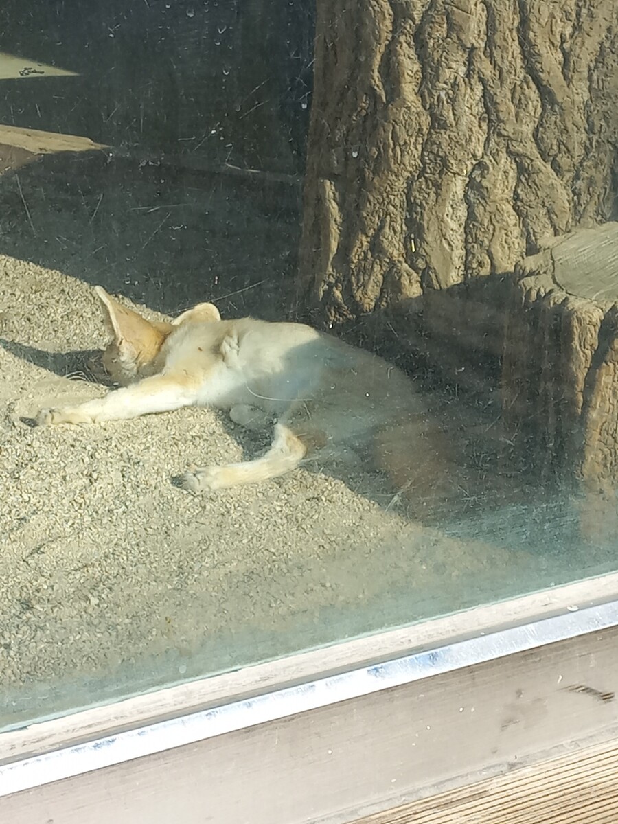 다들! 주토피아 좋아해?_13.jpg