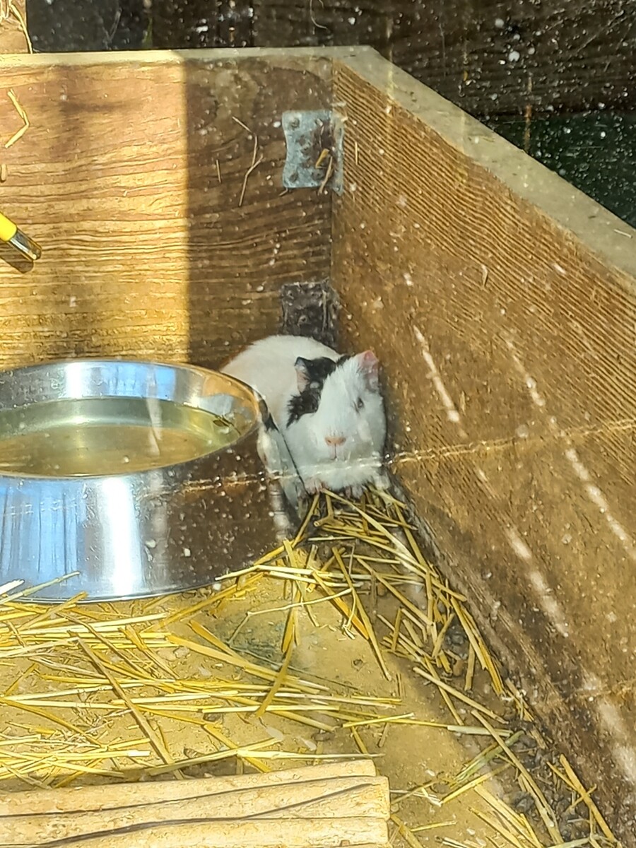 다들! 주토피아 좋아해?_14.jpg