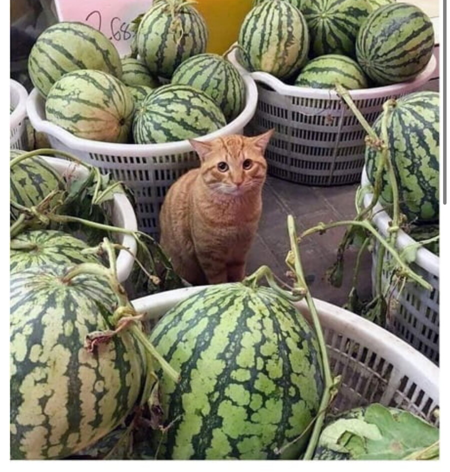 수박가게 온도 차