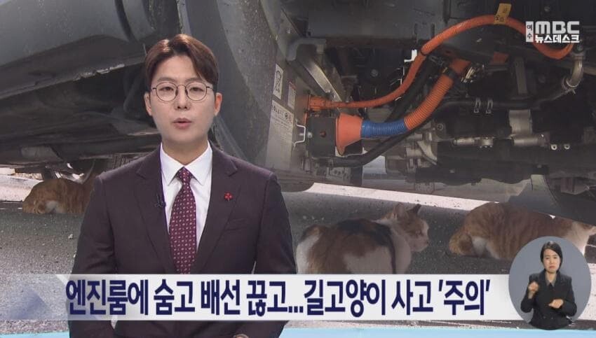 겨울에 길고양이 엔진룸 노크를 절대 하면 안되는 이유.gif_2.jpeg