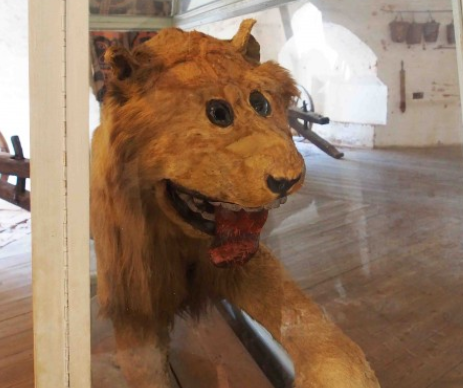 스웨덴 사자 박제가 이상하게 된 이유..jpg_1.png