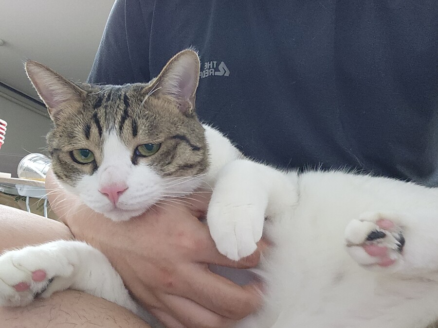 고양고양이_1.jpg