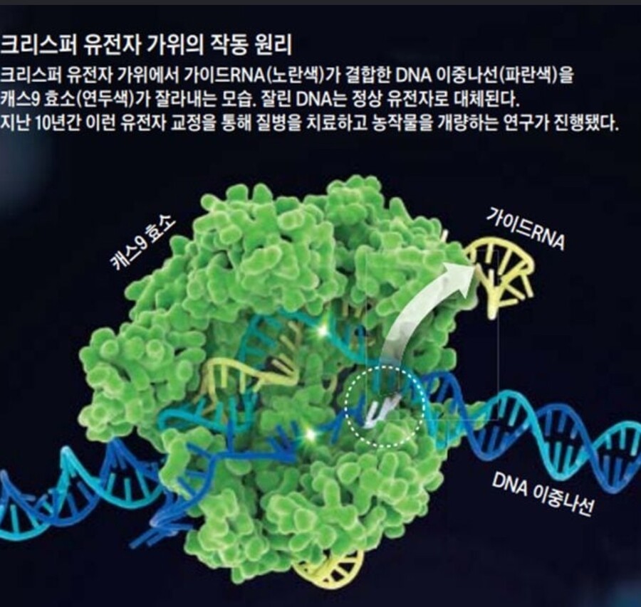 [유전자가위 혁명]④ 신약 개발의 새역사 열렸다_3.jpg