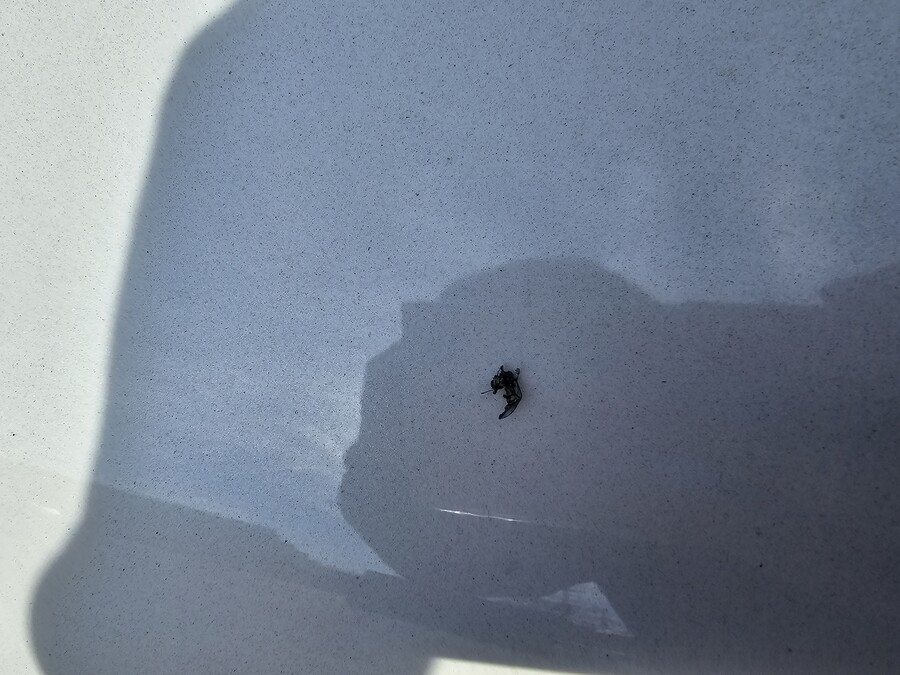 댜체 이 벌레는 어떻게 죽은 걸까?_1.jpg