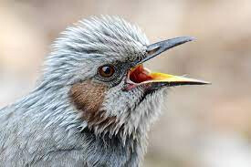 의외로 깡패인 새_2.png