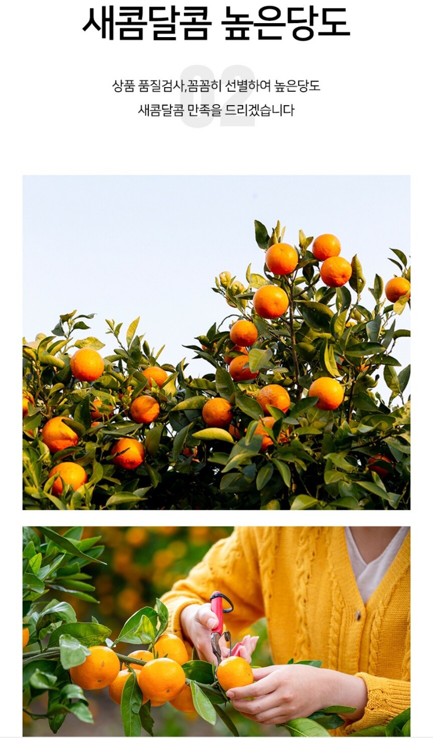 [네이버] 제주 감귤 특가 /8900원 무배_2.jpg