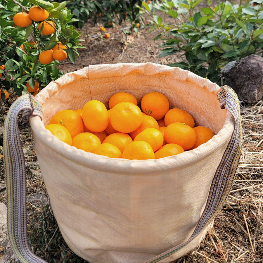 [네이버] 제주 서귀포 산지직송 당도 높은 초당감귤 무료배송_1.jpg