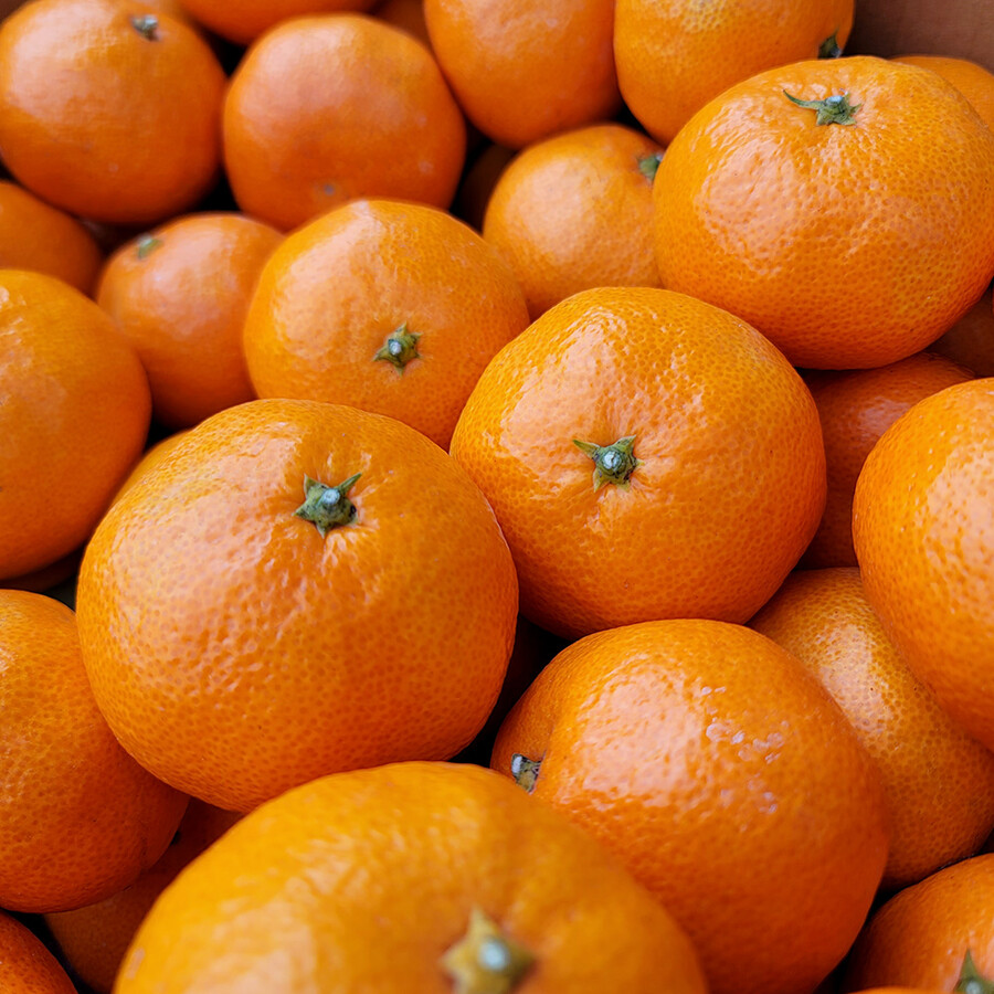 [네이버] 제주 서귀포 산지직송 당도 높은 초당감귤 무료배송_2.jpg