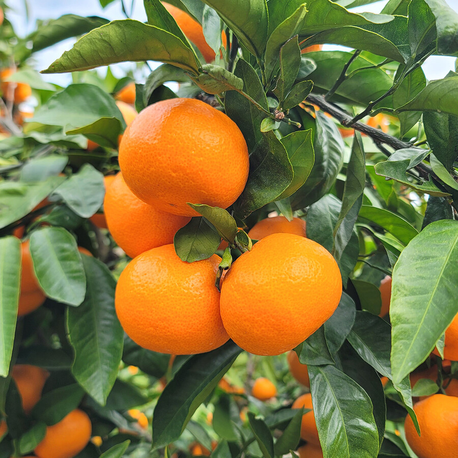 [네이버] 제주 서귀포 산지직송 당도 높은 초당감귤 무료배송_3.jpg