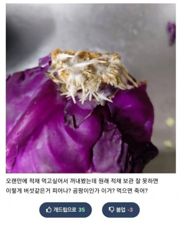 음식에 곰팡이났는데 깨끗이 씻어먹으면 괜찮겠지?_2.jpg