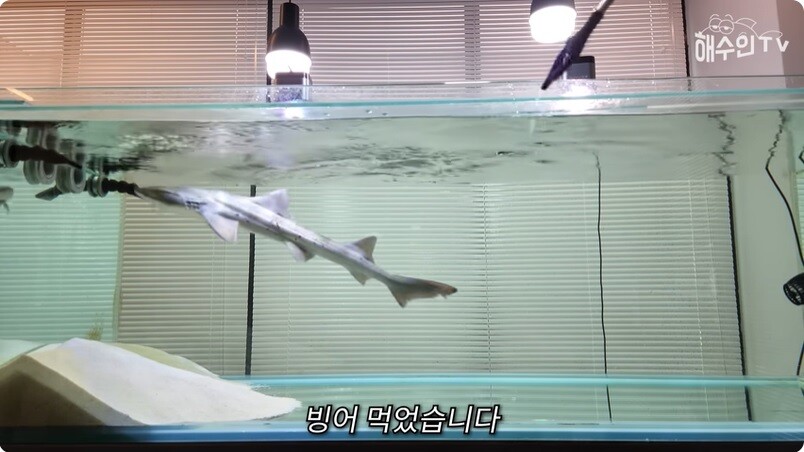 뭘 자꾸 사와서 키우는 유튜버_5.jpg