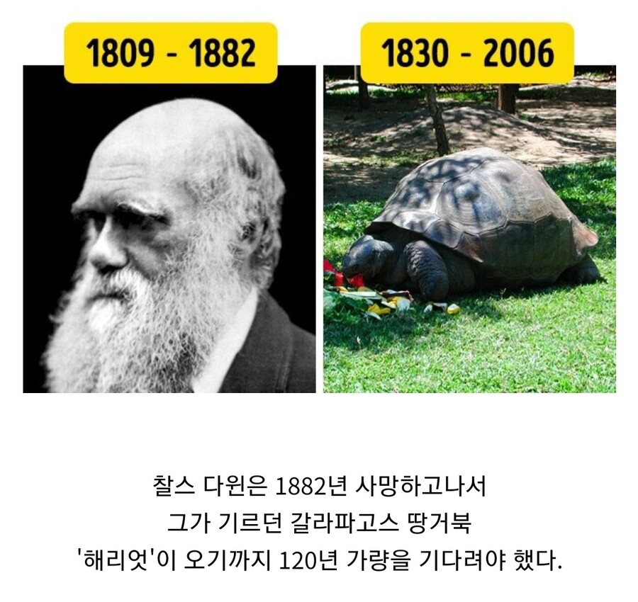 사람이 죽으면 먼저 가 있던 반려동물이 마중나온다. 하지만...jpg_1.jpg
