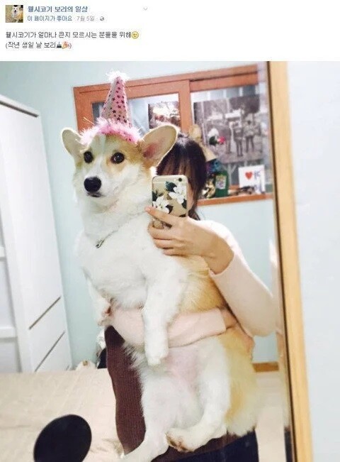 귀요미 웰시코기에 대한 인식과 실체_2.jpg