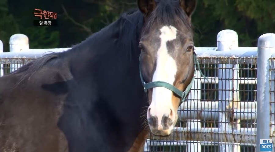말딸) 경마_아니 말 목장 극한직업 영상이 있어서 봤는데 ㅋㅋ_3.jpg