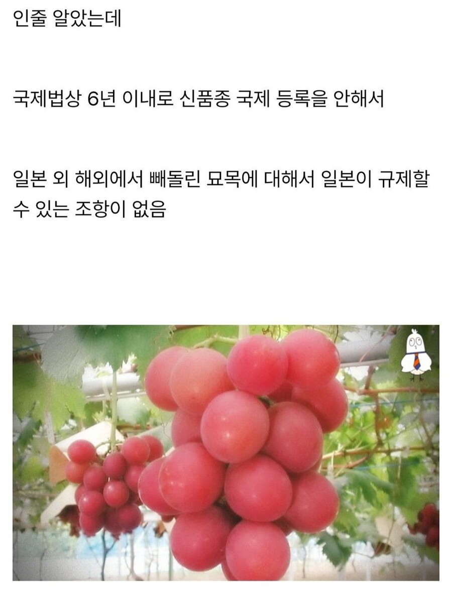 샤인머스켓에 이은 일본의 뻘짓.jpg_4.jpg