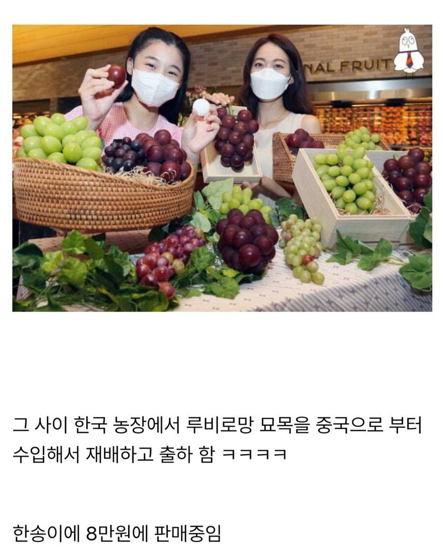 샤인머스켓에 이은 일본의 뻘짓.jpg_9.jpg