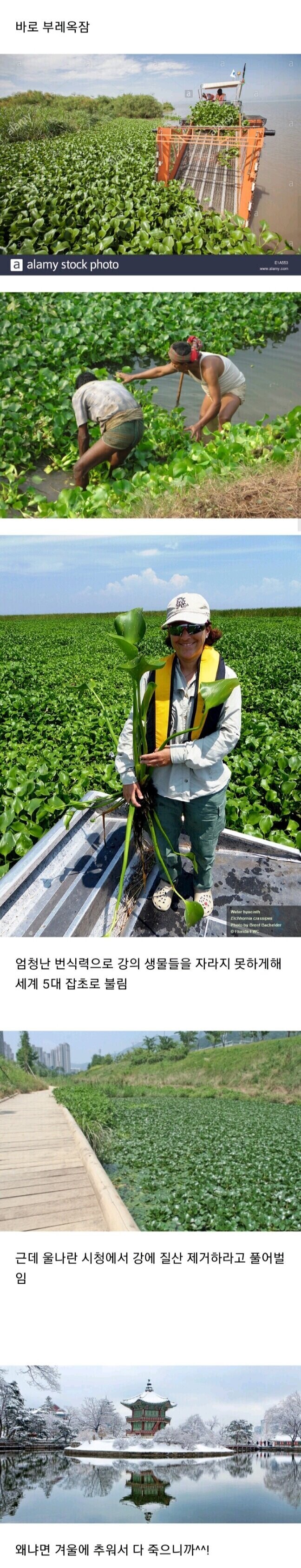 세계에서 악마의 잡초라고 불리는 식물_1.jpg