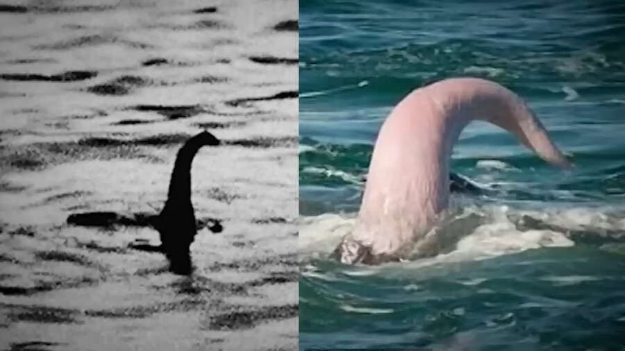 ㅈ토피아주의]미스테리 영상 보는데ㅋㅋㅋ_2.png