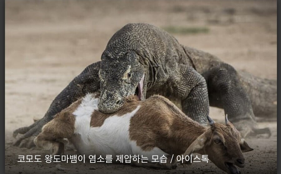 인도네시아 정부가 길냥이를 방치하는 이유_1.jpg