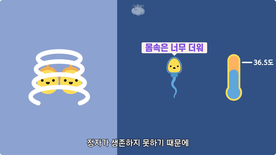 고환을 맞으면 많이 아픈 이유.jpg_27.jpg