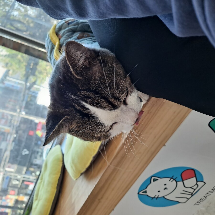 동물병원 고양이 보구 자라._7.jpg