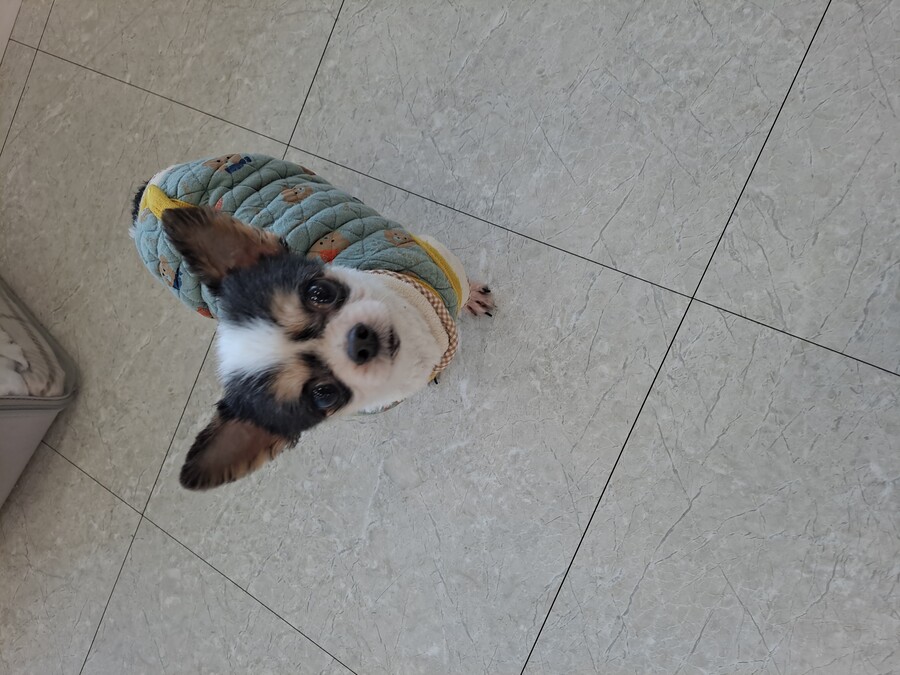 동물병원 고양이 보구 자라._11.jpg