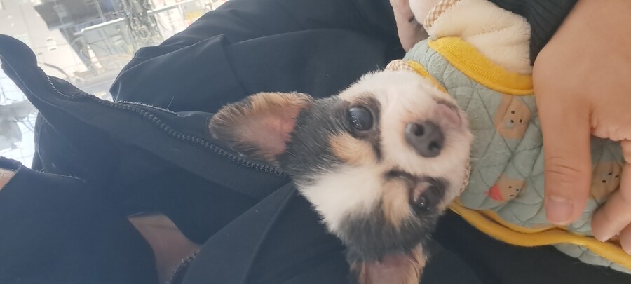 동물병원 고양이 보구 자라._13.jpg