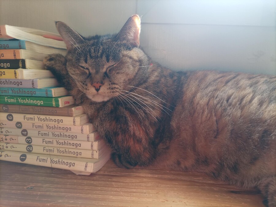 모닝 뚱돼지_4.jpg