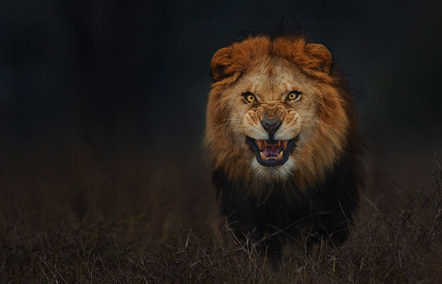 루리야! 너 사진도 볼수 있니?_1.png