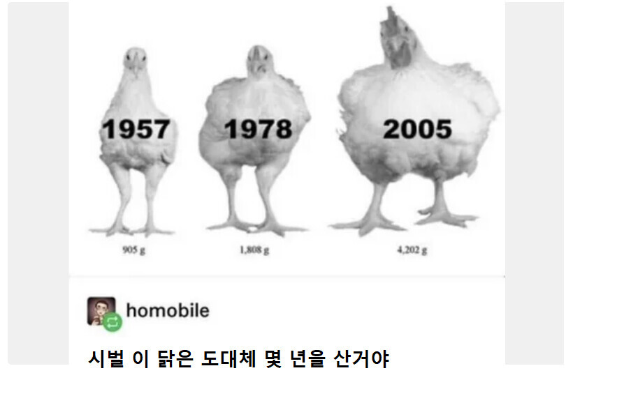 시대에 따른 닭의 변화_1.jpg