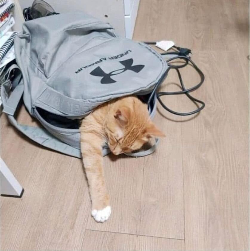 1시간 동안 고양이 찾은 사람.jpg_2.jpg