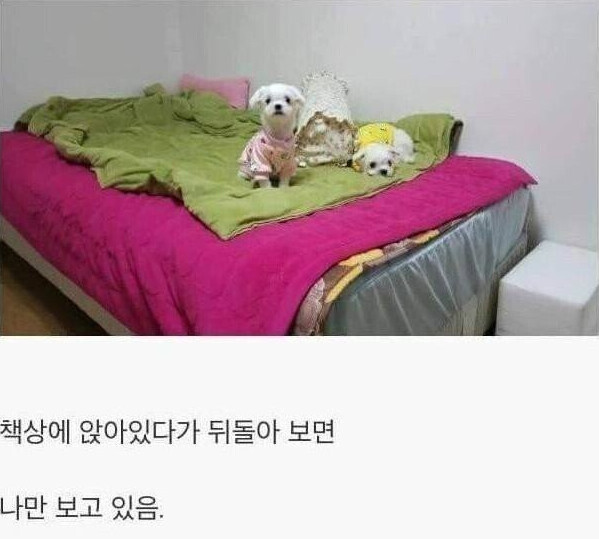 댕댕이를 키워야하는 이유.jpg_3.png