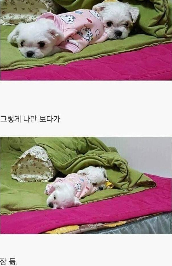 댕댕이를 키워야하는 이유.jpg_4.png
