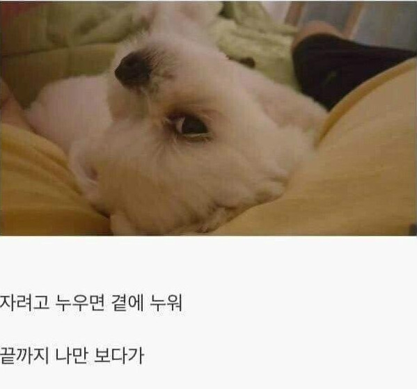 댕댕이를 키워야하는 이유.jpg_10.png