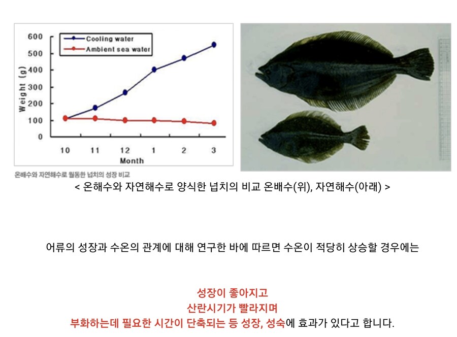 광어 양식이 쉬워진 이유_1.jpg